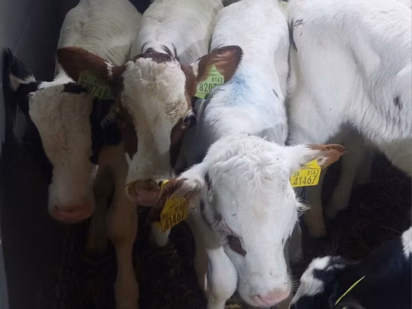 ثور, Simmental cattle