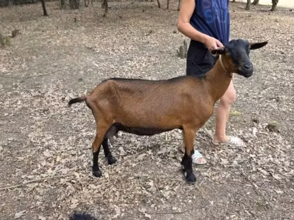 母山羊, Alpine goat