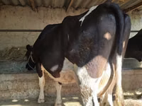 गाय, गोलस्टीन नस्ल — फ़ोटो 1