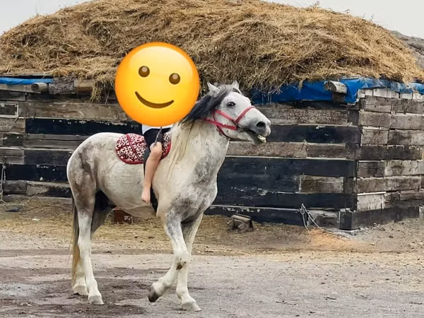 घोड़ा, Kazakh horse
