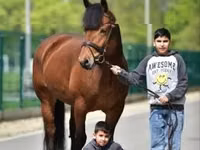 فرس, الخيول — الصورة 2