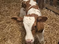 ثور, Simmental cattle — الصورة 1