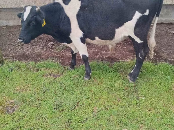 ثور, Russian Black pied cattle