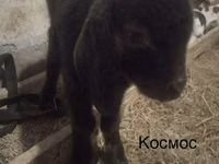 बकरा, Kamori goats — फ़ोटो 6