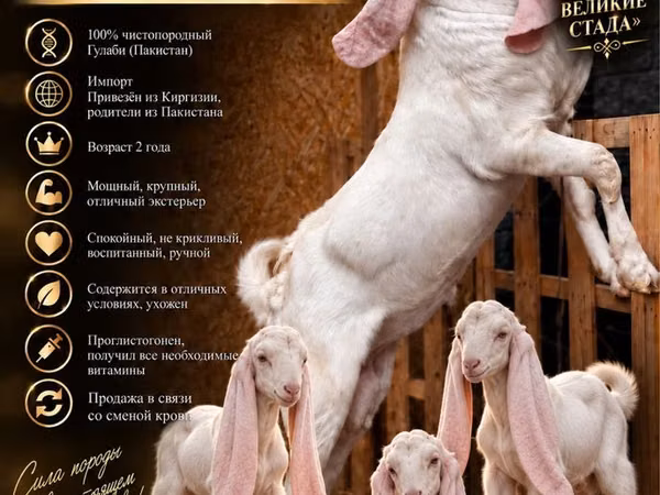बकरा, Gulabi goats