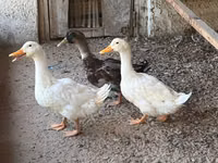 Ducks — 照片 1