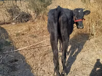Cow, Cattle — photo 3