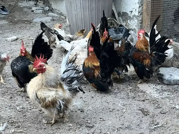 Chickens