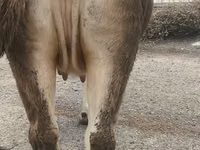 بقرة, Swiss cattle — الصورة 6