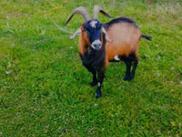 बकरा, Czech Brown Shorthaired goats — फ़ोटो 2