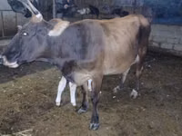母牛, Cattle — 照片 8