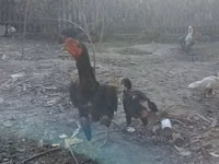 Chickens — foto 2