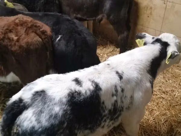 Rinder (Partie, Geschlecht nicht angegeben), Rinder