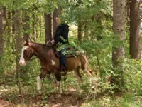 घोड़ा, Pinto horses — फ़ोटो 3