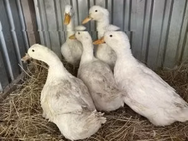 Ducks