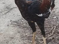 Chickens — फ़ोटो 2
