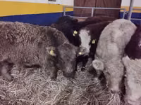 Cattle (batch, sex not specified), Hereford — photo 4