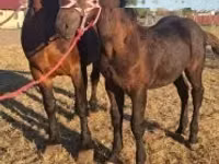 Адуу, Percheron — 1 зураг