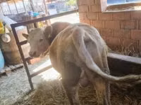 ثور, بقرة ليموزين — الصورة 3