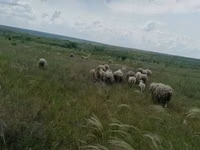 Widder, Merino sheep — Foto 5