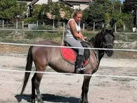 Stute, Polish pony — Foto 5