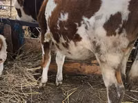 Bull, Simmental cattle — photo 1