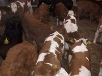Bulle, Simmental cattle — Foto 2