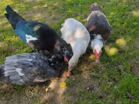 Ducks — 6 зураг