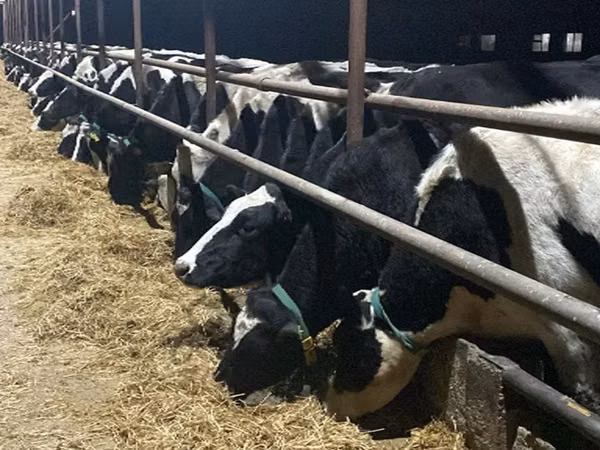 Үнээ, Russian Black pied cattle