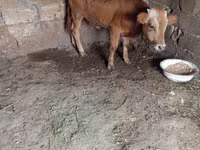 ثور, الماشية — الصورة 5