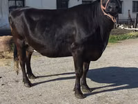 Kuh, Holstein-Rasse — Foto 7