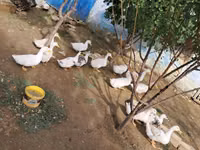 Ducks — Foto 2
