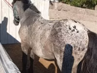 公马, Appaloosa — 照片 2