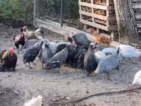 Guinea fowl — 3 зураг