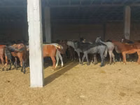 घोड़ा, Horse breed — फ़ोटो 5