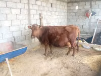 सांड, मवेशी — फ़ोटो 3