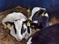 牛只（批次，未指定性别）, Simmental cattle — 照片 5