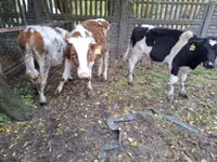 牛只（批次，未指定性别）, Cattle — 照片 6