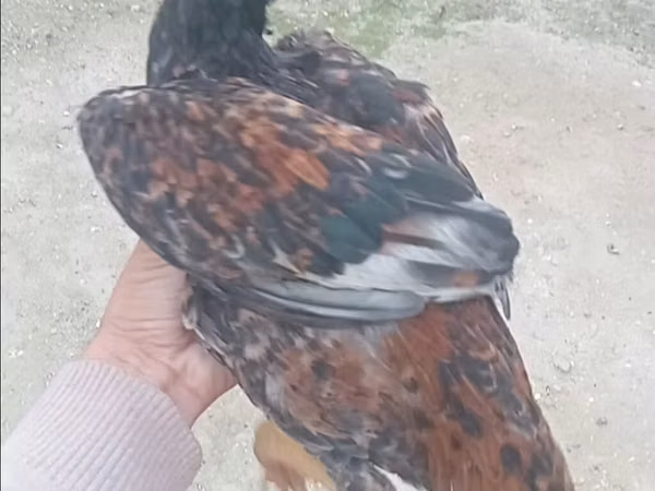 Chickens