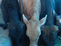 Cow, Cattle — photo 7
