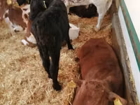 Bovinos (lote, sexo no especificado), Simmental cattle — foto 8