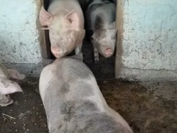 Pigs (batch, sex not specified), Pigs
