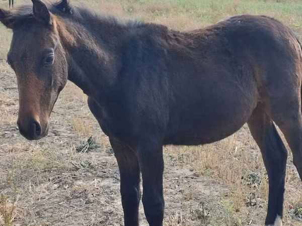 Caballo, Thoroughbred horse