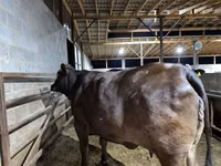 Cow, Brahman — photo 6