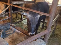 Bulle, Rinder — Foto 4