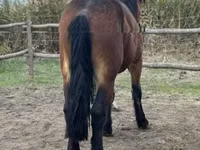 Mare, Horses — photo 4