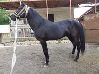 公马, Budyonny horse — 照片 4