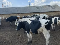 Bull, Russian Black pied cattle — photo 2