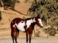 Азаргагүй морь, National Show Horse — 4 зураг