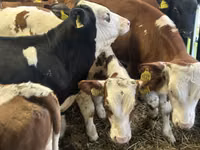 أبقار (دفعة، الجنس غير محدد), Simmental cattle — الصورة 1
